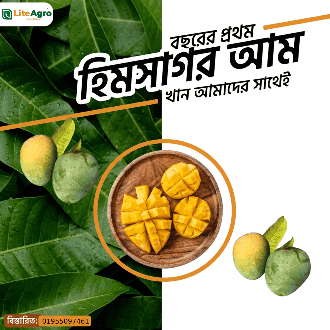 প্রিমিয়াম সাইজ হিমসাগর আম